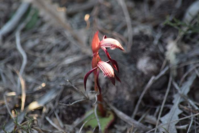 Pyrorchis  - Red beaked orchid-DSC_6956.JPG